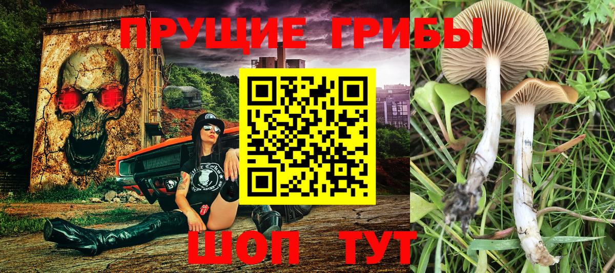 Псилоцибиновые грибы Cubensis  Вход с VPN  Махачкала 